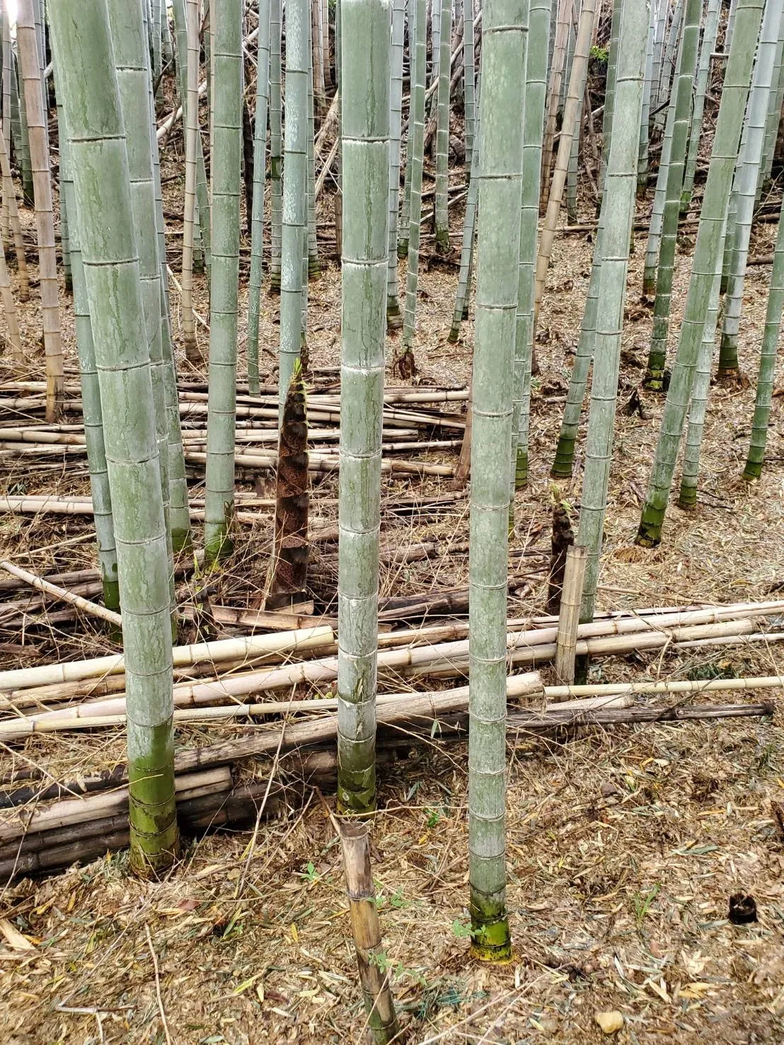 愛知県蒲郡市の墓地でお墓の追加彫り　|　彫刻本舗