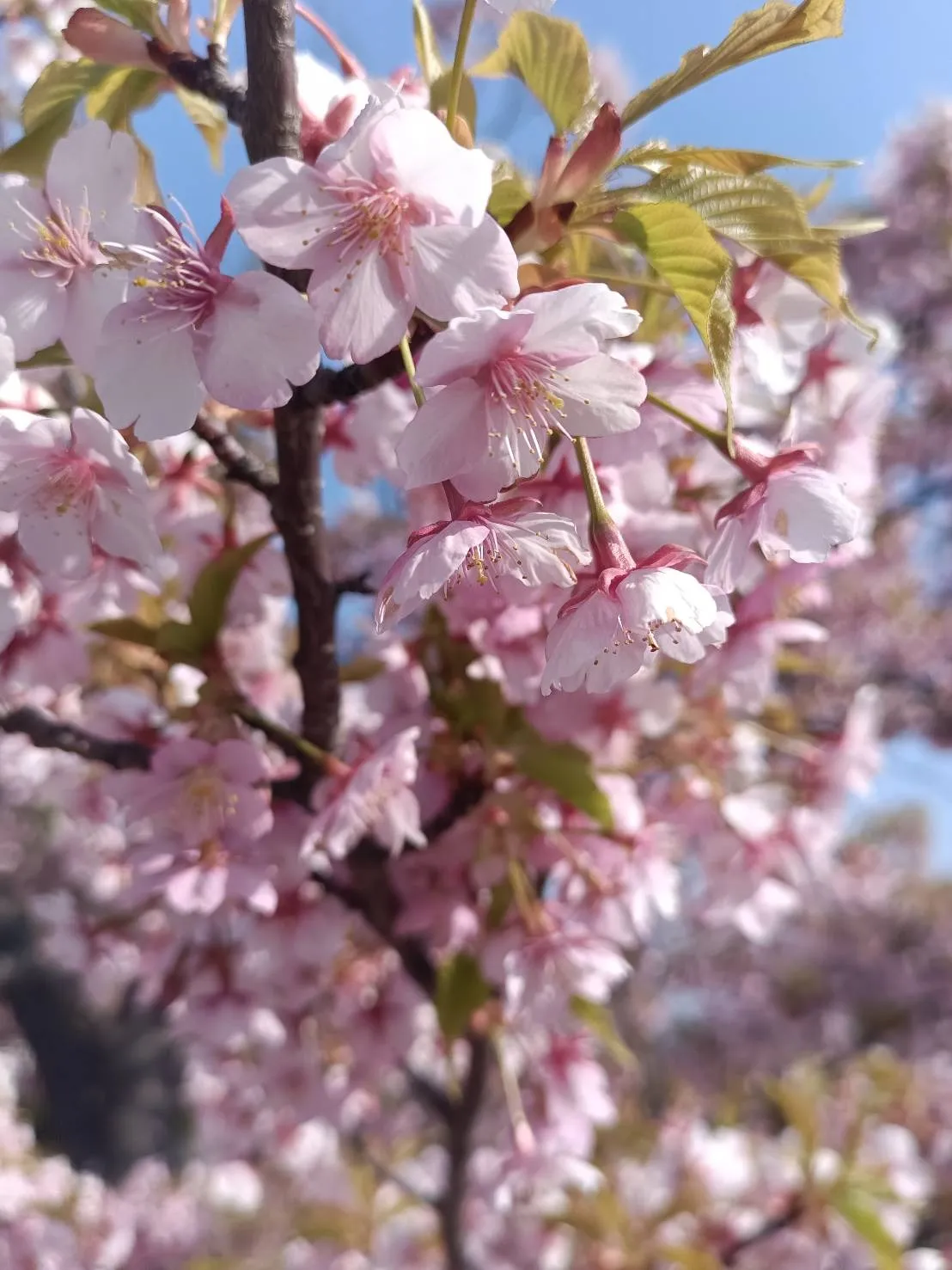 愛知県春日井市でお墓の追加彫り。戒名・没年月日などを彫刻。
