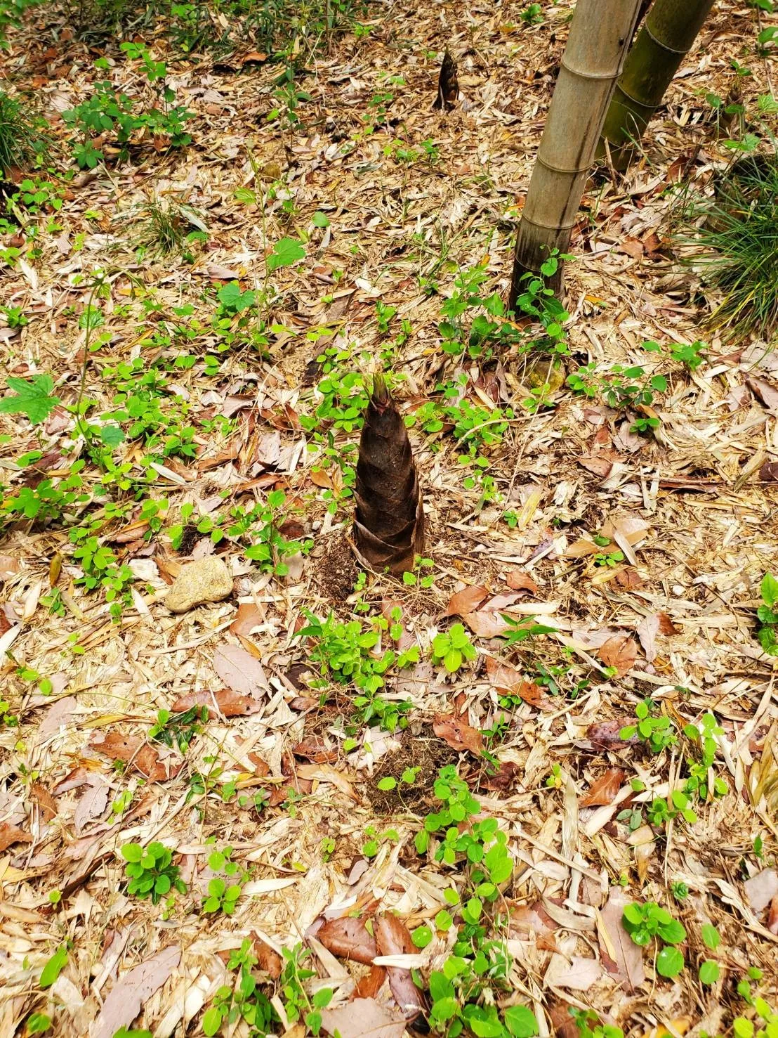 愛知県一宮市での追加彫りサービス