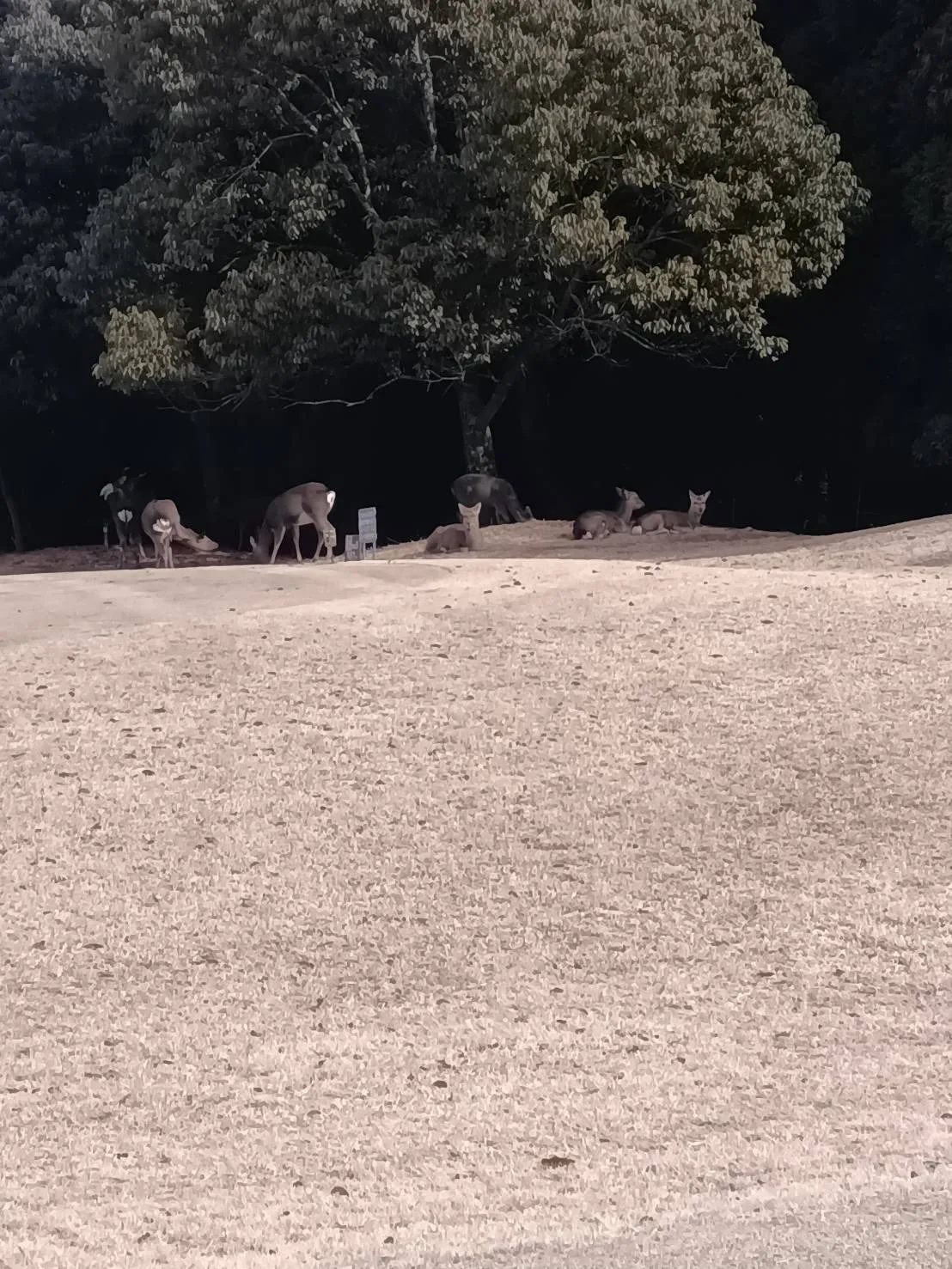 お墓の追加彫りを行いました愛知県碧南市｜彫刻本舗