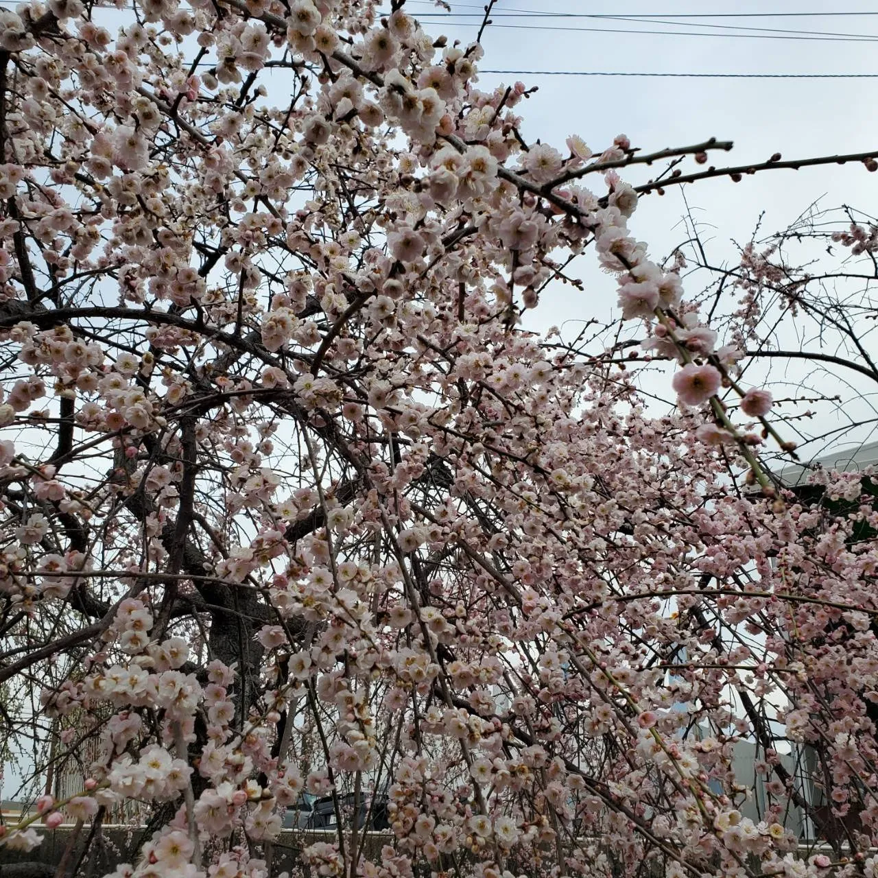 愛知県名古屋市の霊園での墓誌版彫刻｜彫刻本舗