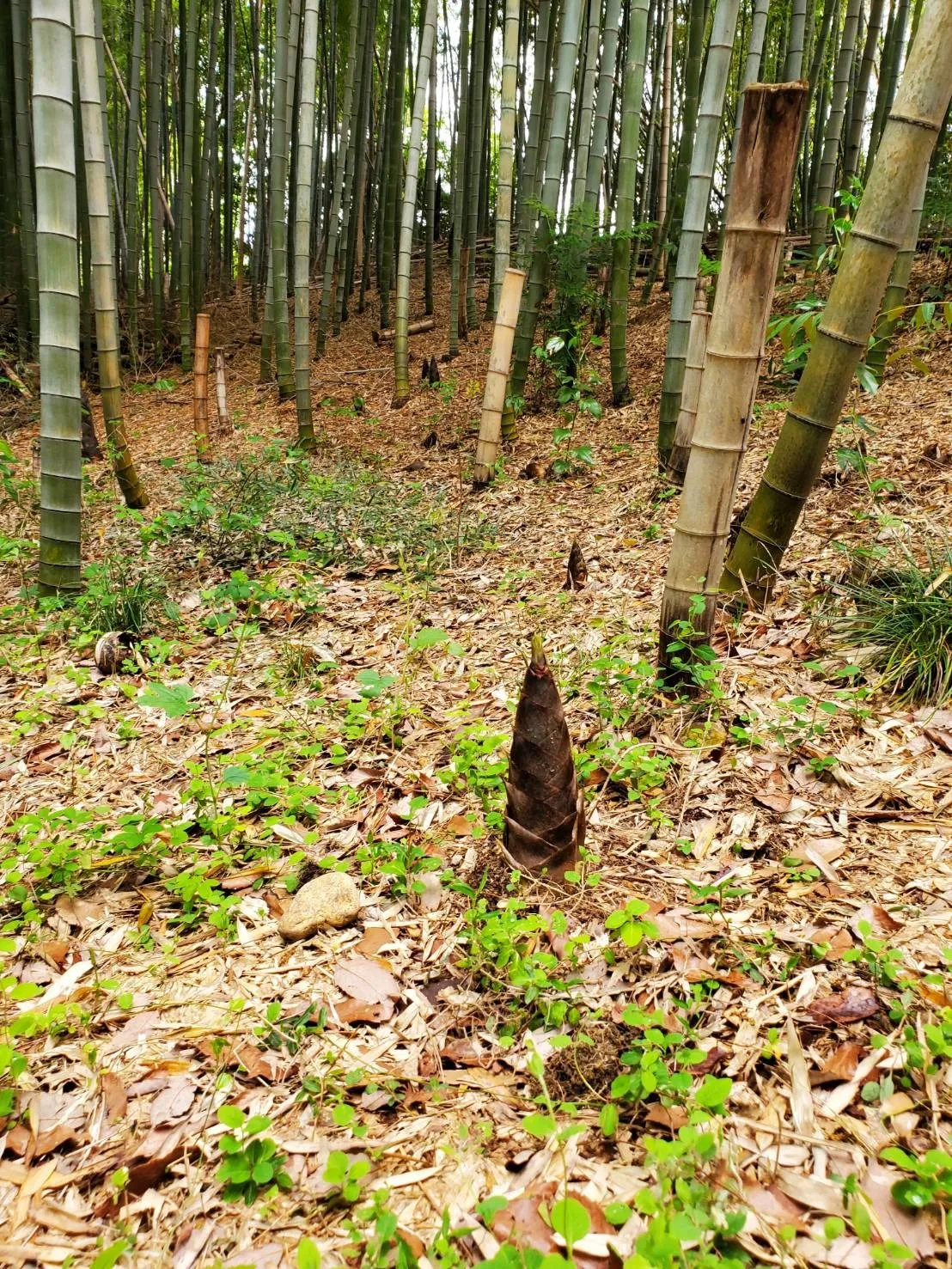 三重県鳥羽市で竿石への追加彫刻｜彫刻本舗