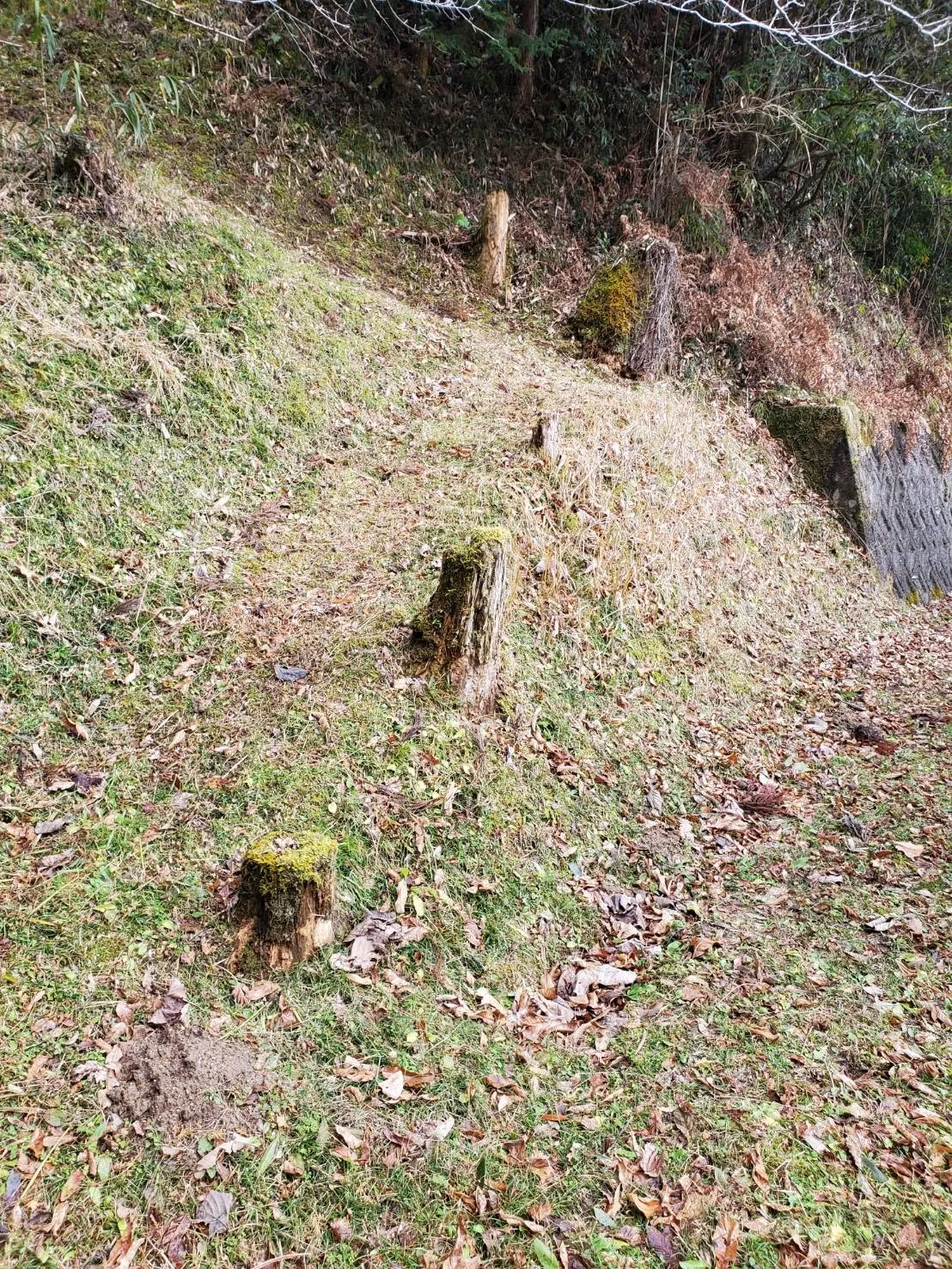 愛知県名古屋市の霊園にてお墓の追加彫りをご紹介